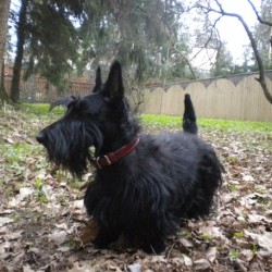 Ирина Чуковская